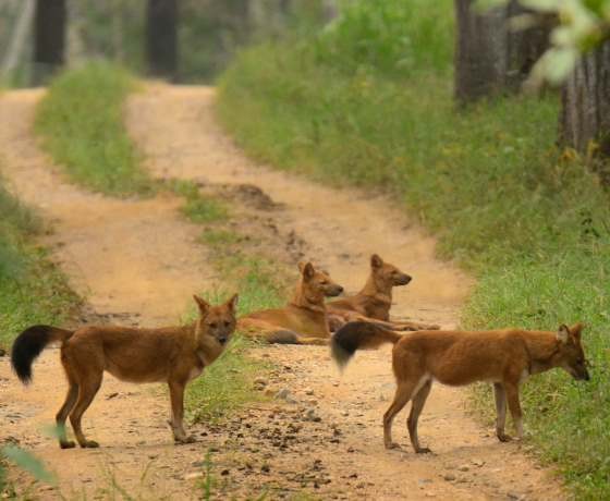 Madhya Pradesh